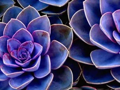 LA Holistic Dentistry